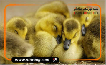 نکات مراقبت از اردک در گرما و سرما